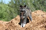 AKITA INU 485